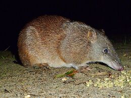 Yelverton Brook Conservation Sanctuary