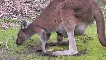 Yelverton Brook Conservation Sanctuary