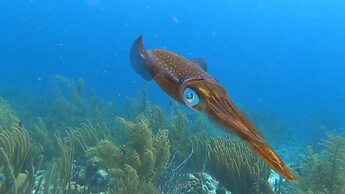 Oasis Guesthouse Bonaire Superior Suite