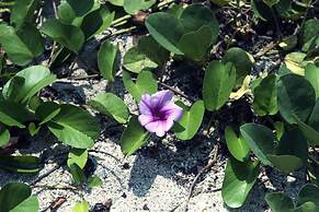 Tayrona Tented Lodge