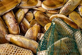 Chateau Westport Resort