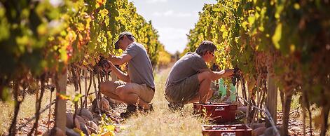 The Vines Resort & Spa