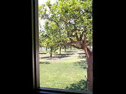 Agriturismo Terra dei Limoni