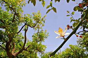 Agriturismo Terra dei Limoni