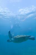 Renaissance Resort Okinawa