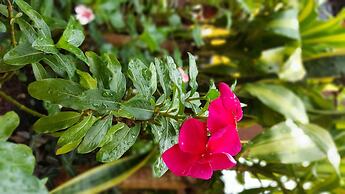 Terra Iguazú Apart Hotel