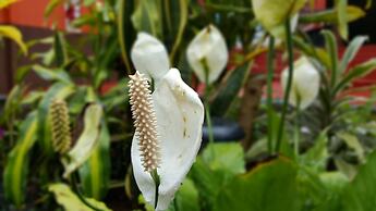 Terra Iguazú Apart Hotel