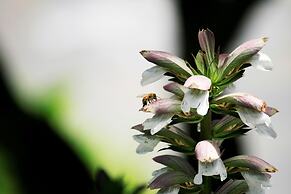 Ocean Echo Inn and Beach Cottages
