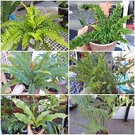 Jesselton Cabin - Hostel