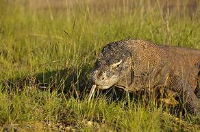 Plataran Komodo Resort & Spa