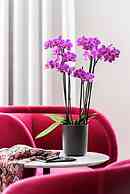 Mintrops Stadt Hotel Margarethenhöhe