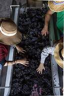 Altarocca Wine Resort Adults Only