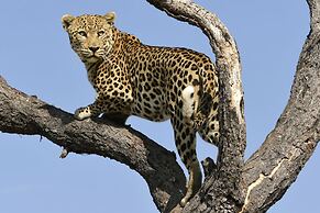 Düsternbrook Safari Guest Farm