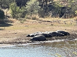 Düsternbrook Safari Guest Farm