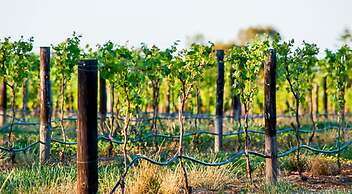 Angaston Vineyards Motel