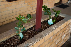 Angaston Vineyards Motel