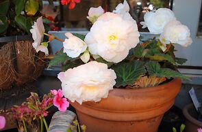 Kurrara Historic Guest House