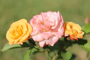 Man's Cottages and Spa