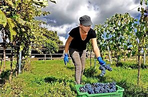 Valdonica Winery & Vineyard Residence