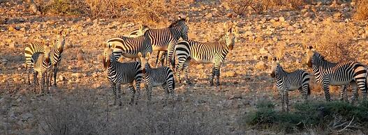 Solitaire Desert Farm