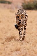 Solitaire Desert Farm