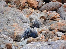 Solitaire Desert Farm