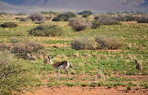 Solitaire Desert Farm
