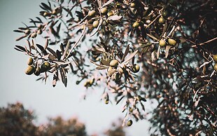 Numo Ierapetra Beach Resort Crete, Curio Collection Hilton