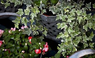 The Morgan State House