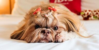 ibis Mogi das Cruzes Shopping