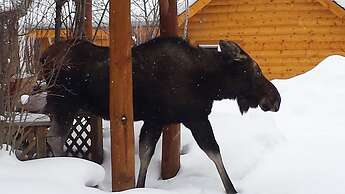 Daven Haven Lodge & Cabins