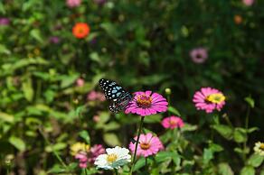Maekok River Village Resort