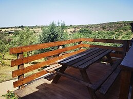 la corte degli ulivi