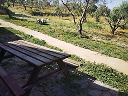 la corte degli ulivi