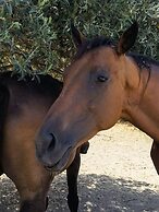 la corte degli ulivi