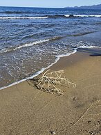 la corte degli ulivi