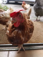 Penhallow House Glamping Retreat