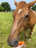 Animal Sanctuary Holiday Pen Bryn Twrw - Charity