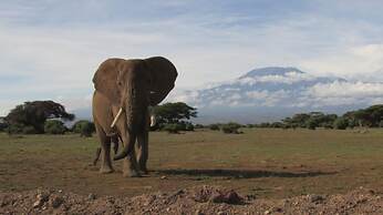 Amanya Star Bed Amboseli