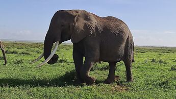 Amanya Star Bed Amboseli