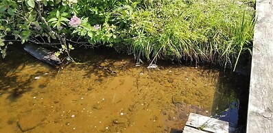 Tranquility On Teal Lake