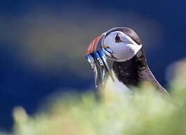 Saltee View Holiday Home