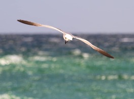 Coastal Nest @ Enclave 602a