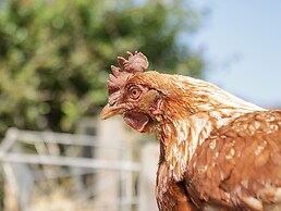 Foulsyke Farm Bungalow