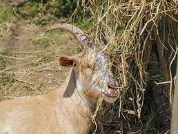 Foulsyke Farm Bungalow