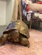 Remarkable 5-bed House in Ross-on-wye