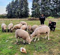 Hotel Y Cabañas Molino Viejo