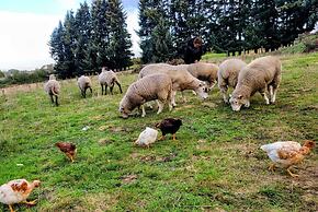 Hotel Y Cabañas Molino Viejo
