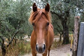 La Macina Farmhouse in Matraia