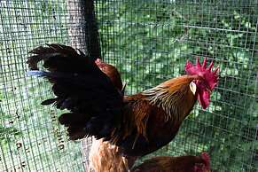 La Macina Farmhouse in Matraia